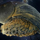 Illustration for article titled Next Stab Proof Vests Could Be Inspired By Ocean Snails Shells